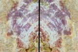 Colorful Petrified Wood Bookends - Arizona #117230-2